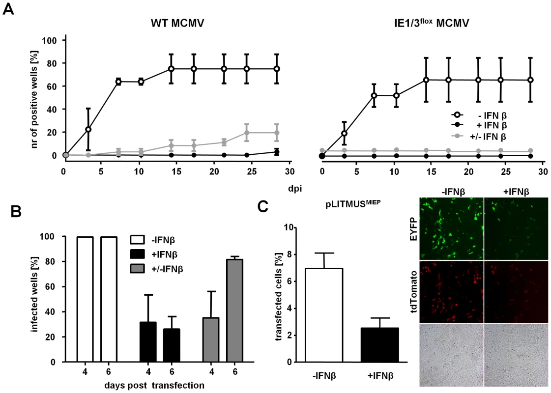 IFNβ suppresses MCMV immediate early gene expression and not virus entry.