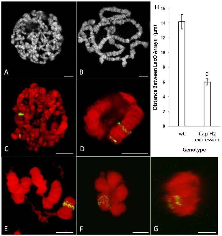 Expression of <i>Cap-H2</i> in salivary glands induces axial shortening of chromosomes.