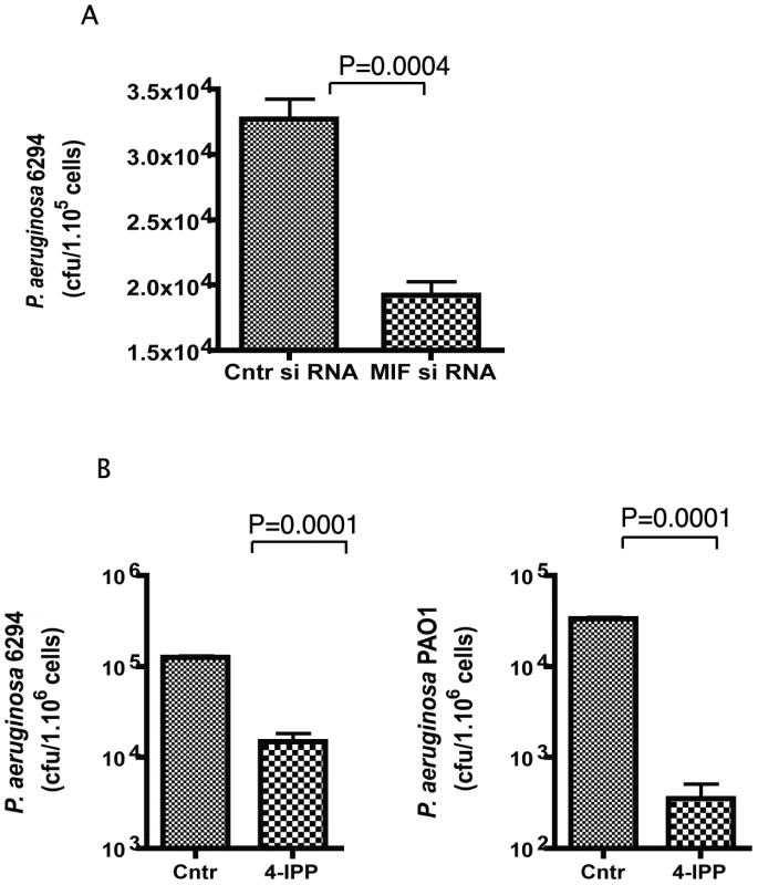4-IPP inhibits <i>P. aeruginosa</i> invasion of corneal epithelial cells.