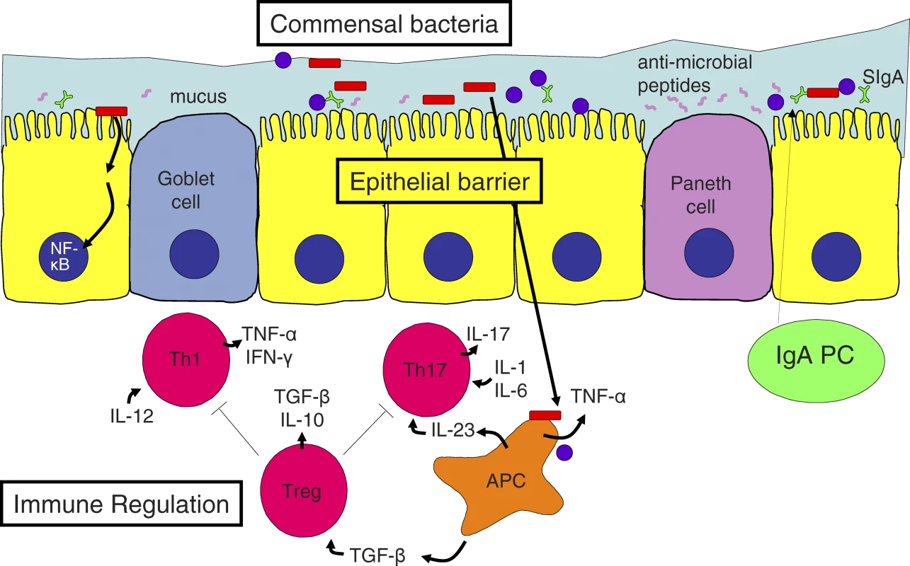 Mucosal Homeostasis in the Gut