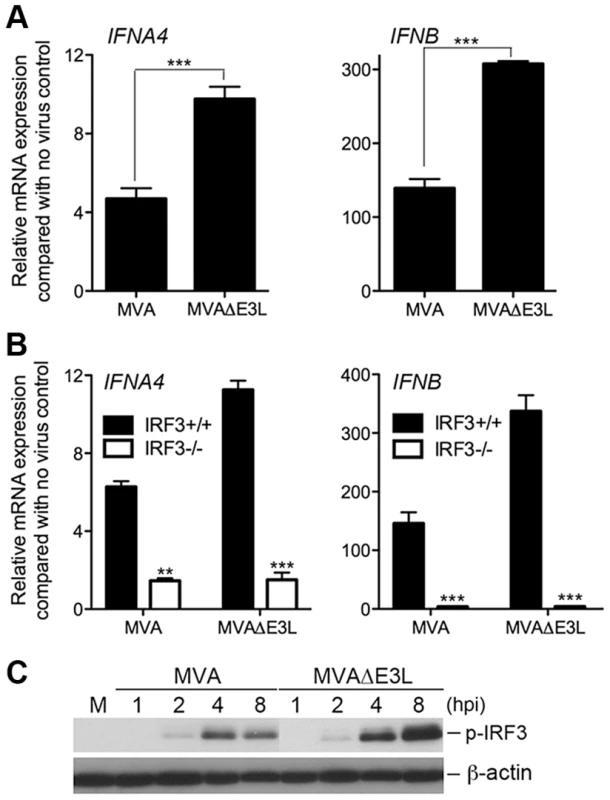 MVAΔE3L induces high levels of type I IFN gene expression in BMDCs than MVA does.