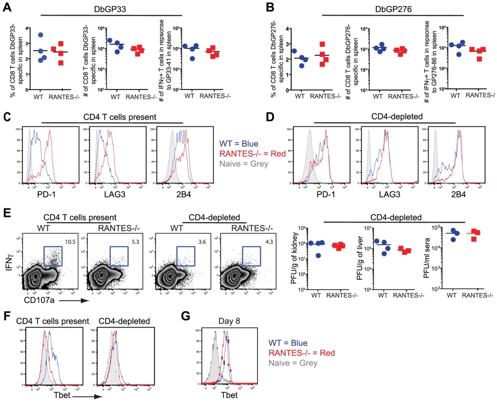 CD4-depletion reduces Tbet and IFNγ production in WT mice similar to levels seen in RANTES<sup>−/−</sup> mice.