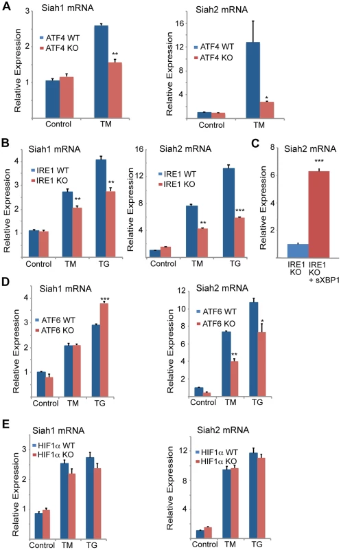 Siah1/2 transcription is induced by ATF4 and sXBP1 upon UPR.