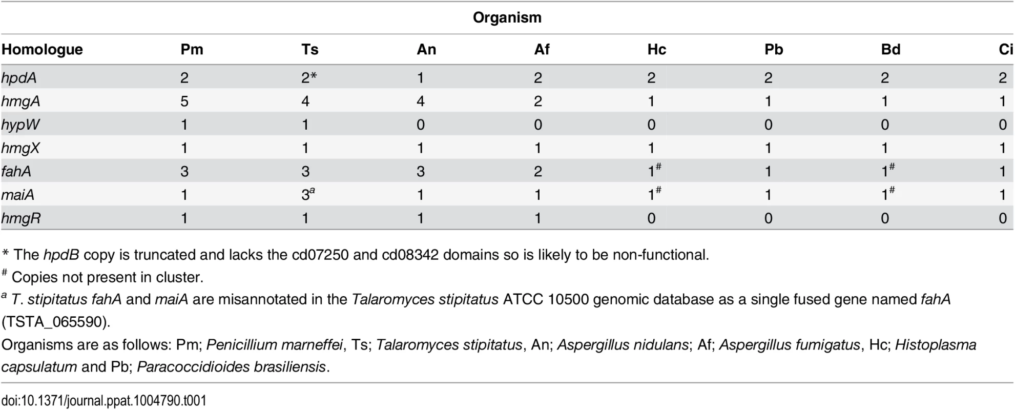 Paralogues of tyrosine catabolic cluster genes.