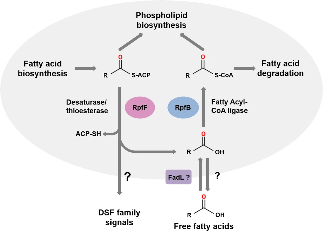 The roles of RpfF and RpfB in DSF signaling.