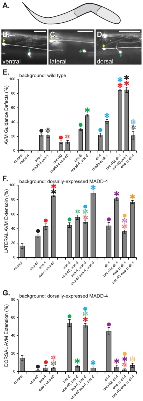 MADD-4 attracts extending AVM axons via EVA-1 and UNC-40.
