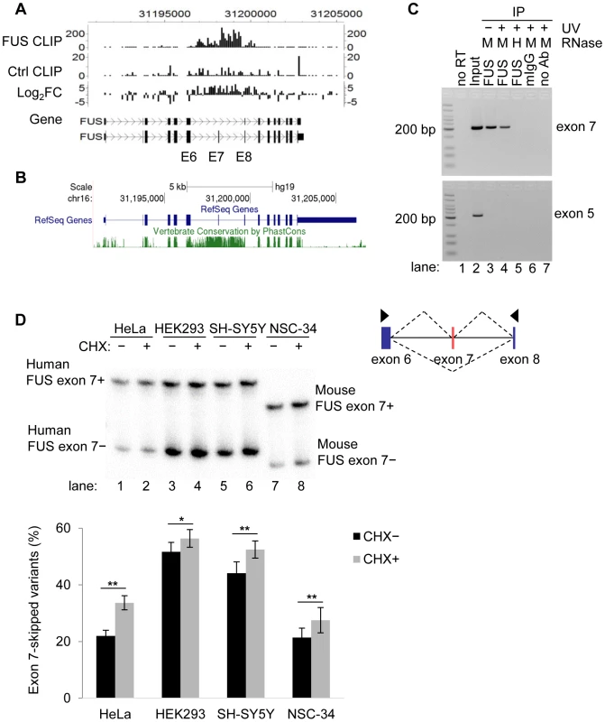 FUS binds to exon 7 and flanking introns of its own pre-mRNA <i>in vivo</i>.