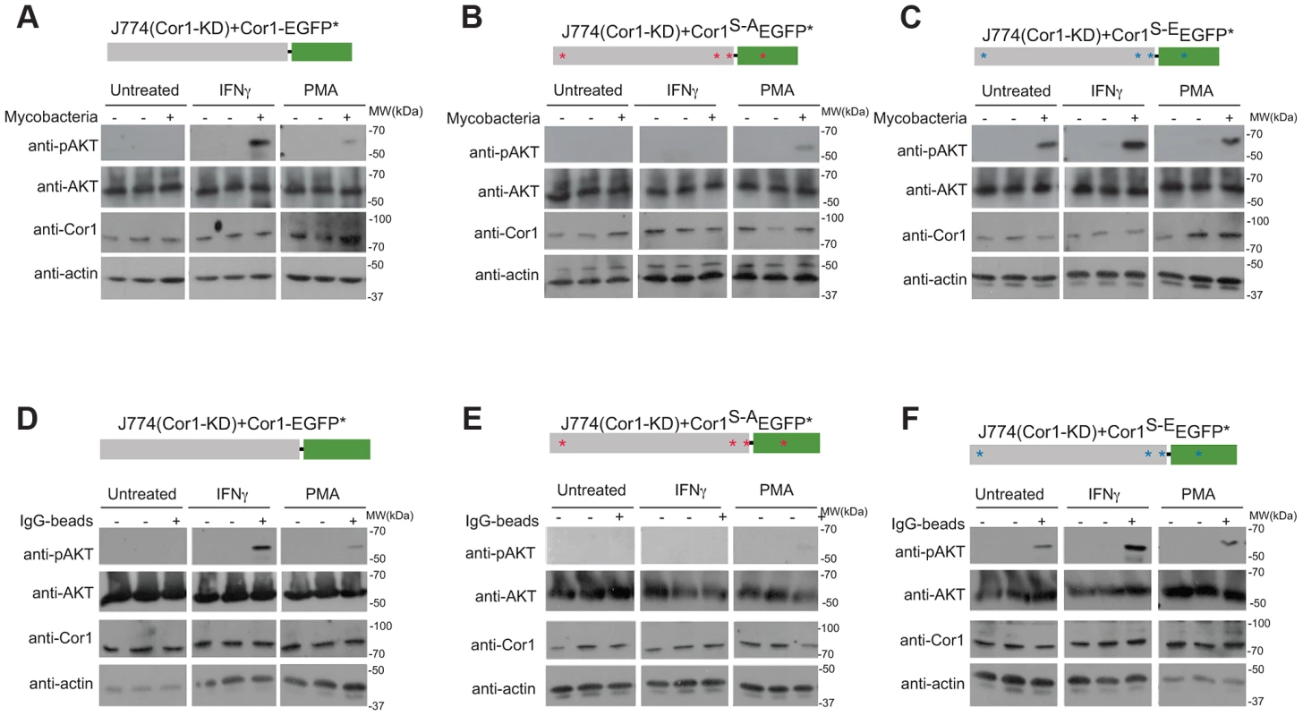 Importance of coronin 1 serine phosphorylation for the induction of phosphatidyl-inositol-3 kinase activity.