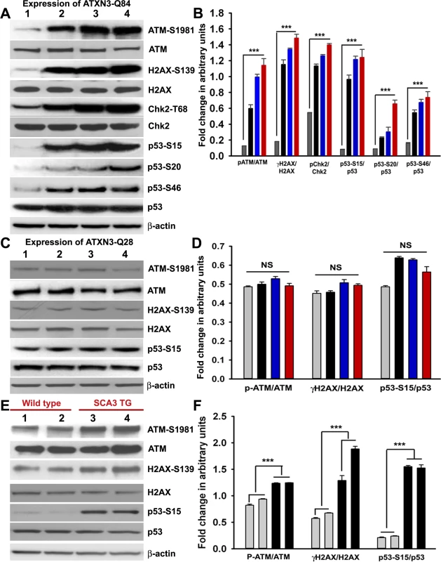 Mutant ATXN3 activates DNA damage-response <i>in vitro</i> and <i>in vivo</i>.
