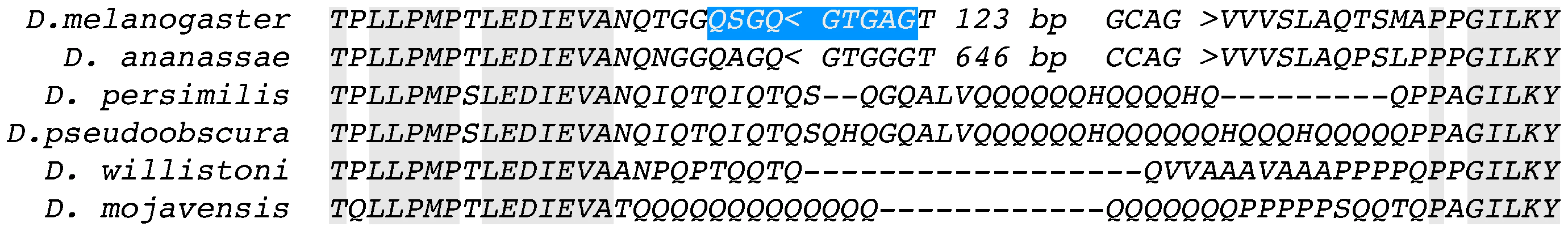 Intron gain in response to low complexity sequence in the gene CG42594.
