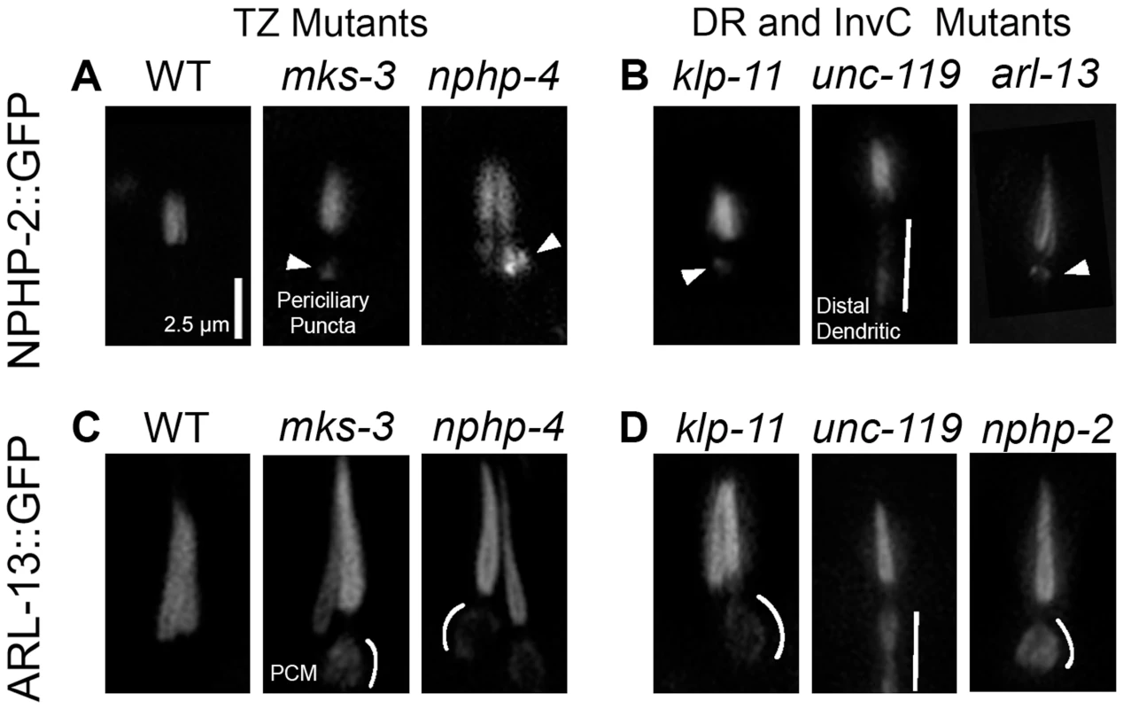 NPHP-2 and ARL-13 do not require TZ-, doublet region-, and InvC-associated genes for ciliary targeting.