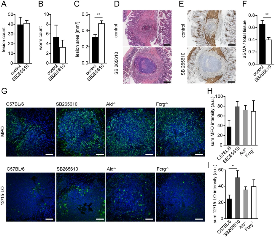 Inhibition of CXCR2 signaling leads to delayed MF accumulation and increased lesion size without affecting granulocyte recruitment in vivo.