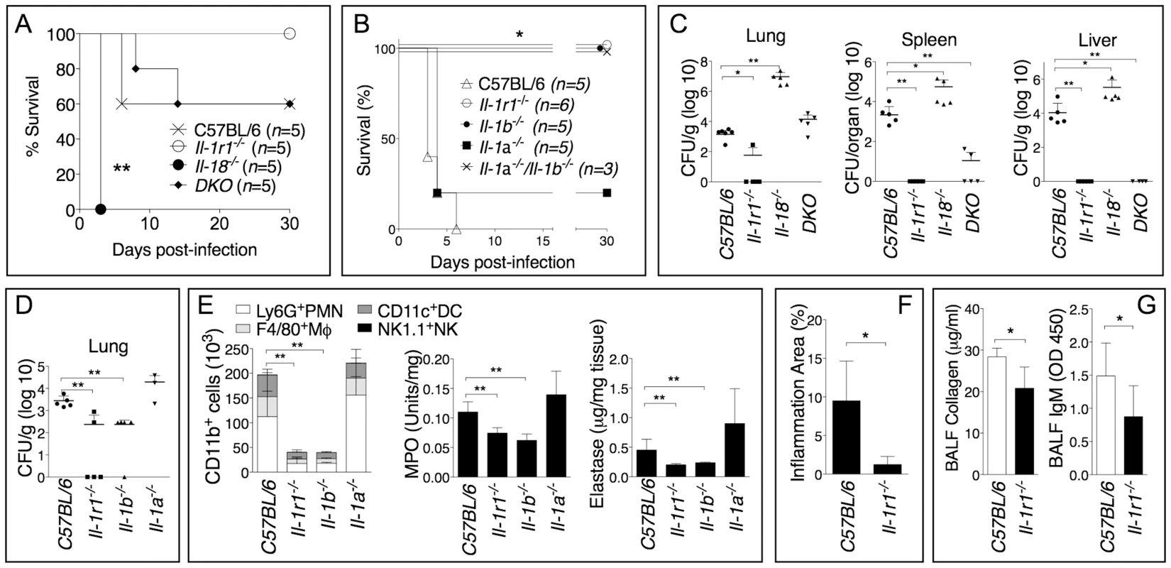Deleterious role of IL-1β during infection with <i>B. thailandensis</i>.