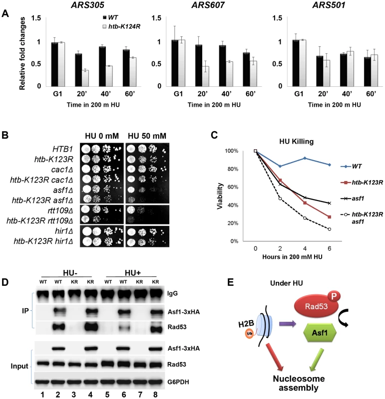 H2Bub promotes chromatin assembly in response to replication stress.
