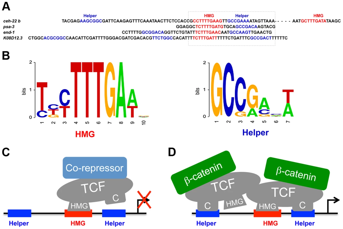POP-1 consensus HMG and Helper sites and models for the TCF transcriptional switch.