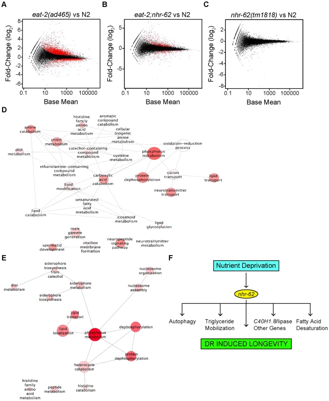 Expression profile analysis of <i>eat-2</i> and <i>nhr-62</i> regulated genes.