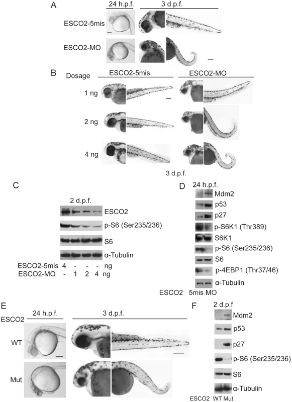 Reduced ESCO2 function is associated with mTOR inhibition, p53 activation, and dramatic developmental phenotypes in zebrafish.