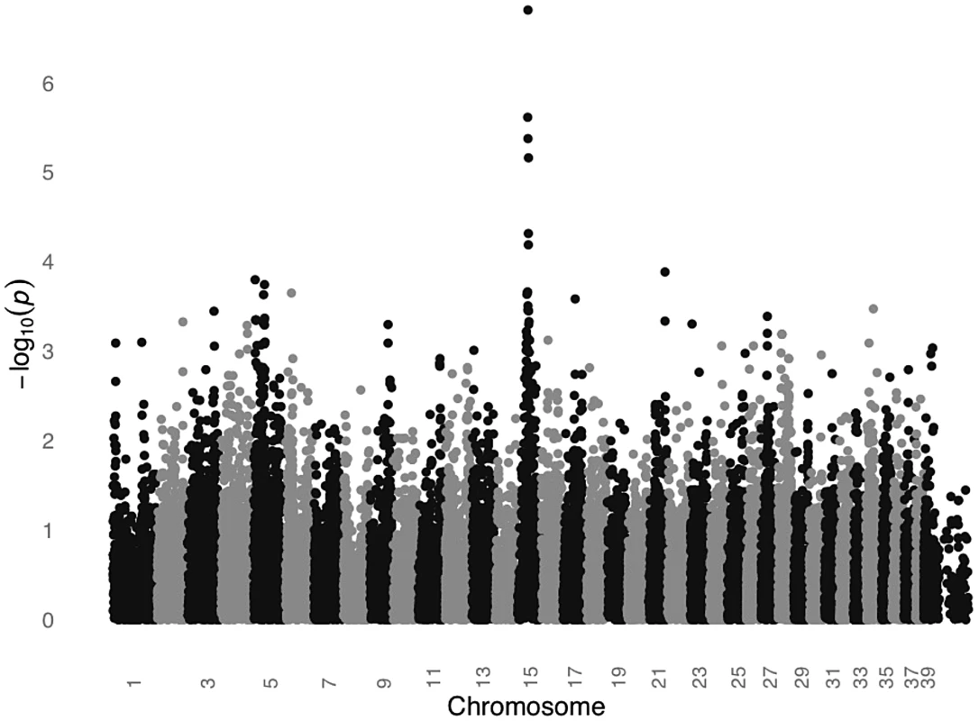 GWAS for SCCD in STPOs identifies a significant locus on CFA15.