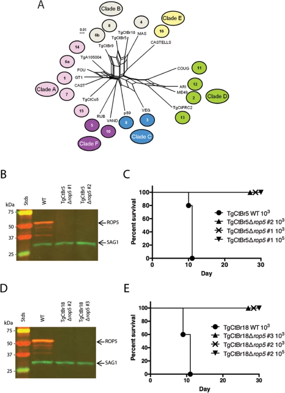 ROP5 is a virulence factor in South American strains TgCtBr5 and TgCtBr18.
