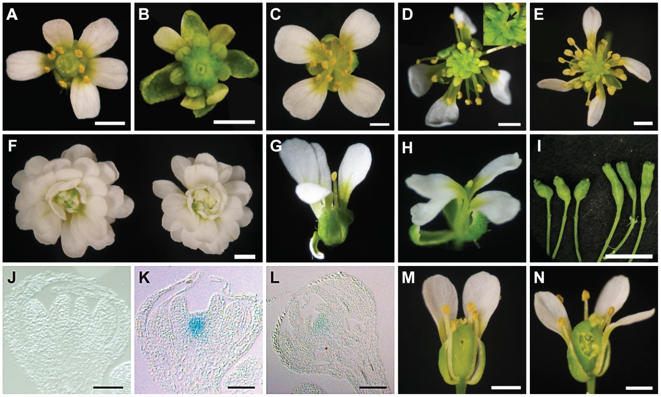 Phenotypes of <i>ag-10 pwr-1</i> in combination with loss-of-function mutations in other floral determinacy regulators.