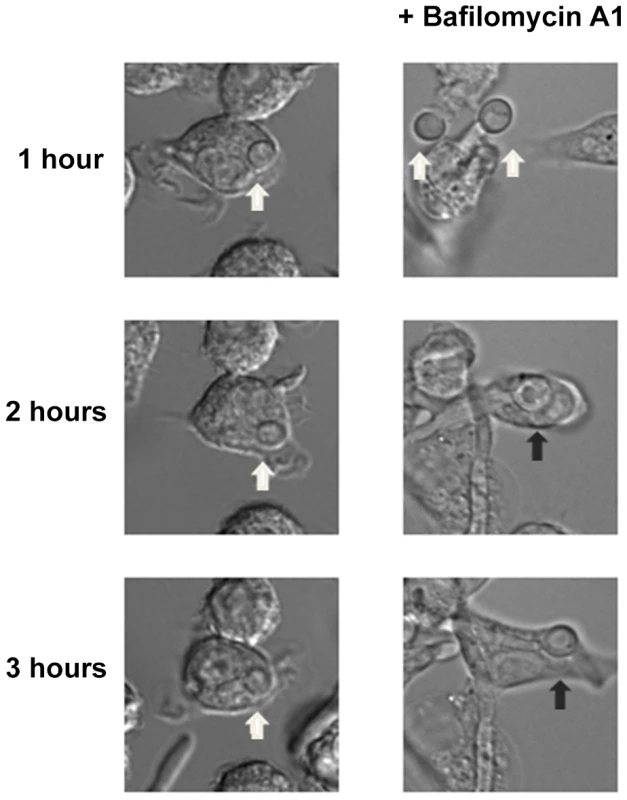 Neutralization of the phagosome is sufficient for hyphal morphogenesis and escape from the macrophages.