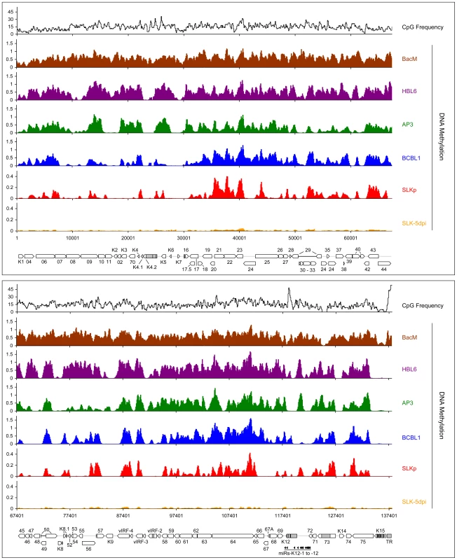 Global DNA methylation patterns of latent KSHV genomes.