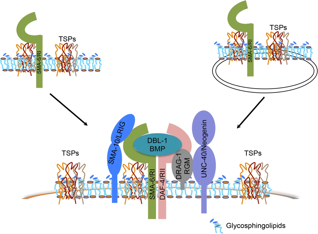 Models of how tetraspanin proteins function to promote BMP signaling.