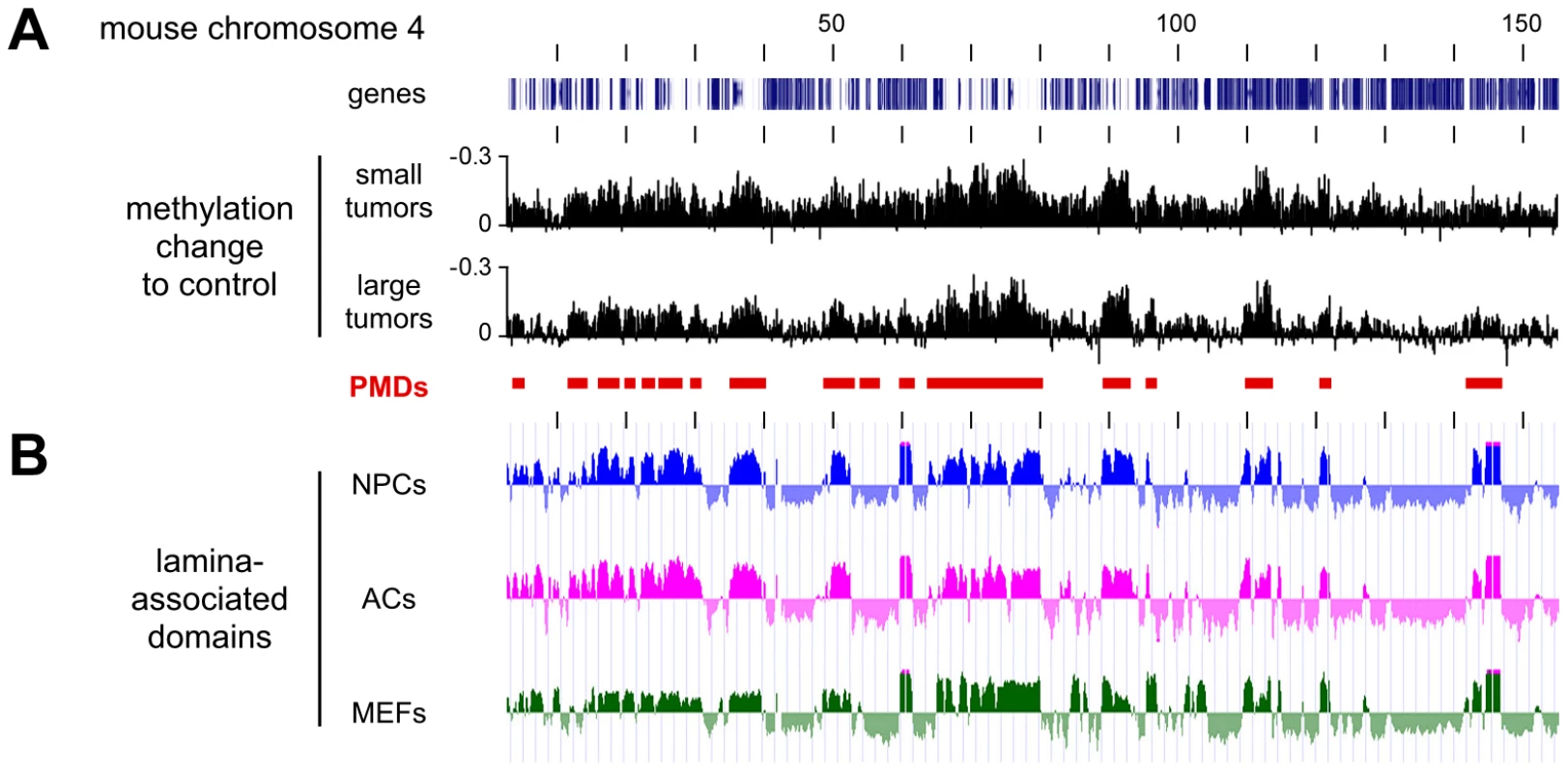 Characterization of hypomethylated domains in Dnmt3a<sup>wt</sup> tumors.
