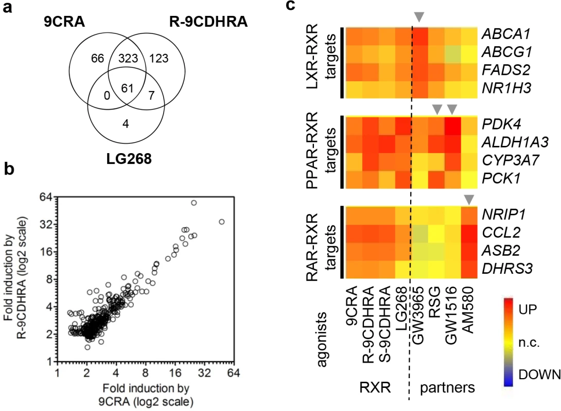 Molecular evidence for 9CDHRA selective activation of RXRs.