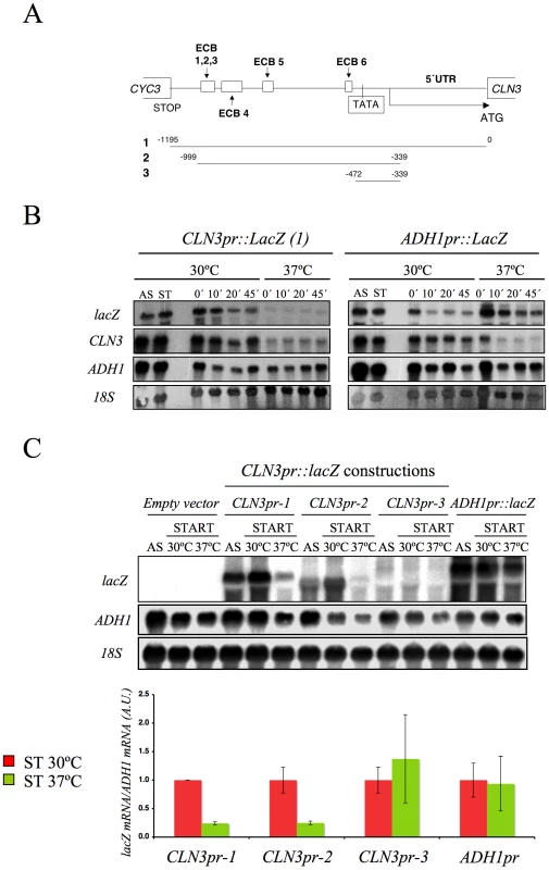 The <i>CLN3</i> promoter mediated the down-regulation of its mRNA levels after Spt16 inactivation.