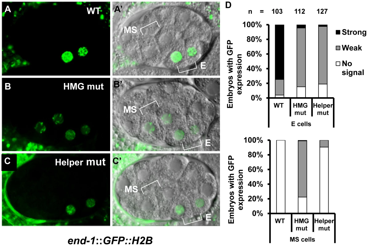 HMG and Helper sites contribute differentially to the regulation of <i>end-1</i> during early embryogenesis.