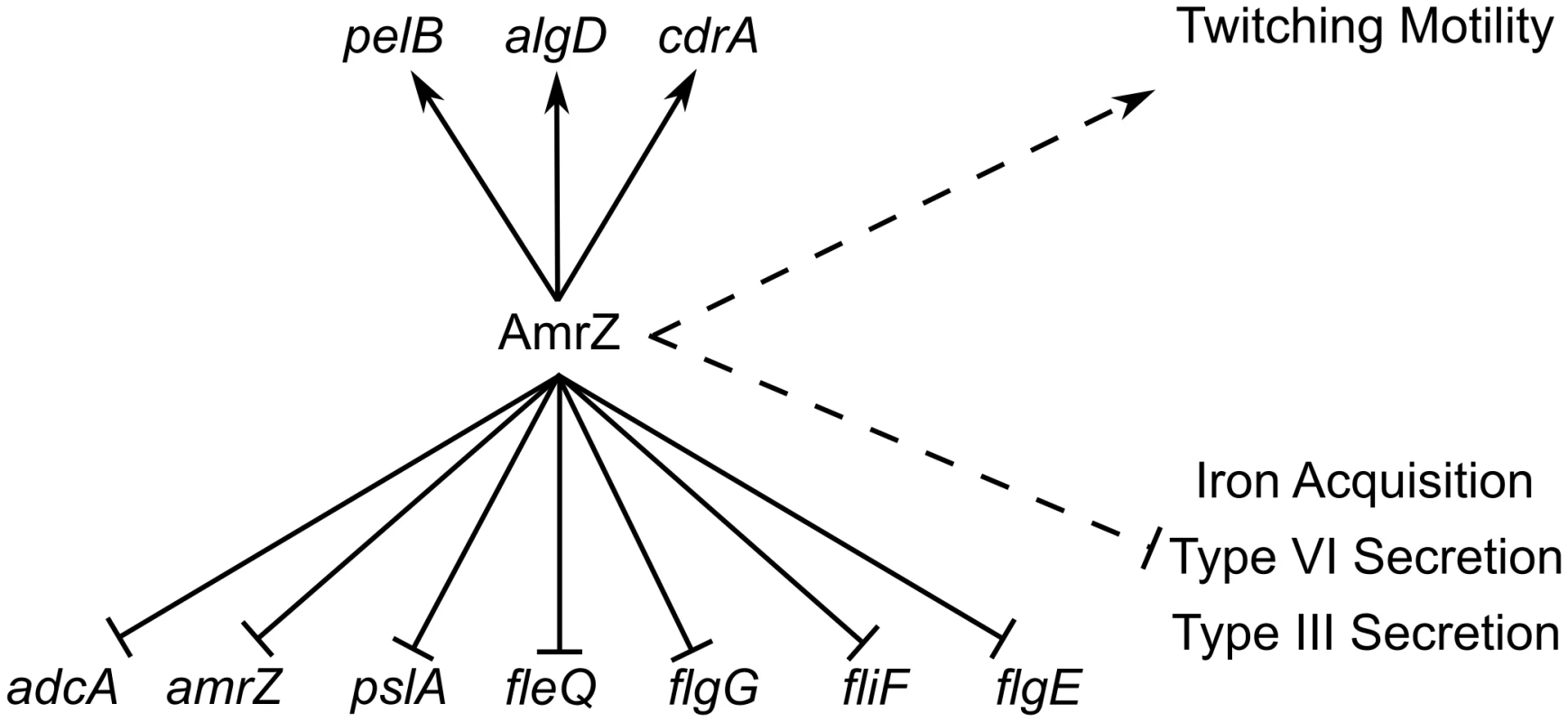 ChIP-Seq and RNA-Seq establish the AmrZ regulon.