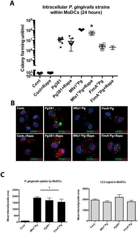 Lower intracellular content of Mfa1<sup>+</sup>Pg in MoDCs treated with Rapamycin.