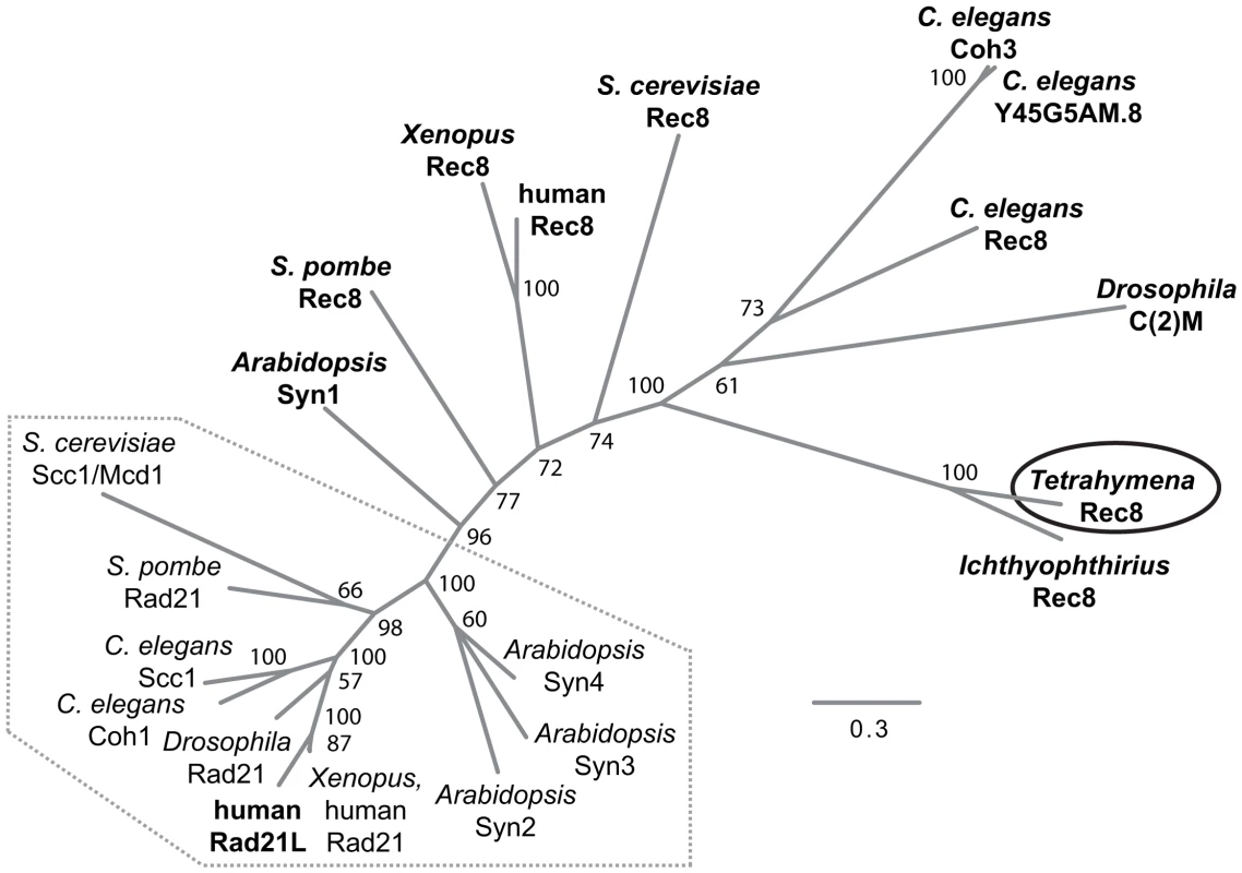Phylogenetic relationships among eukaryotic α-kleisin family members.