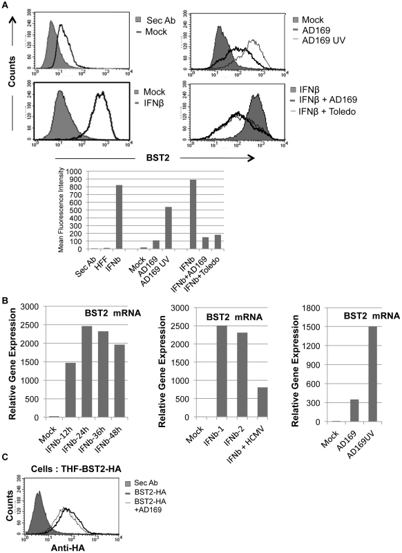HCMV induces BST2 independent of IFN, but inhibits IFN-dependent induction.