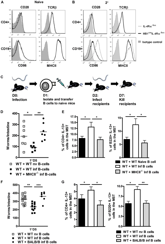 B cell MHCII antigen presentation mediates optimal immunity to <i>N. brasiliensis</i>.