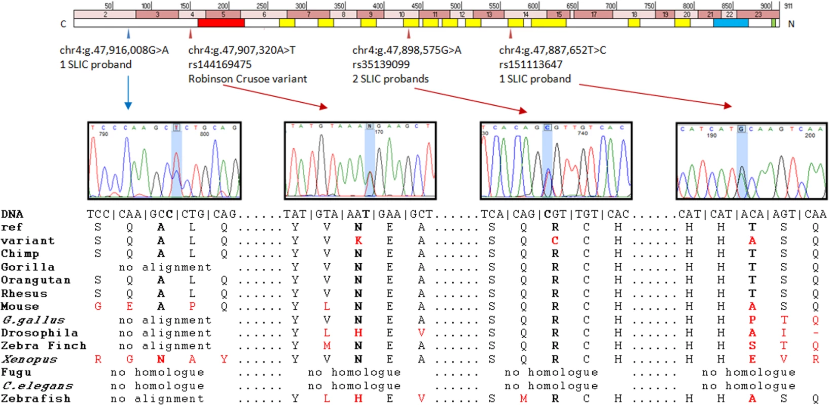 Putative contributory coding variants identified in &lt;i&gt;NFXL1&lt;/i&gt; by this study.