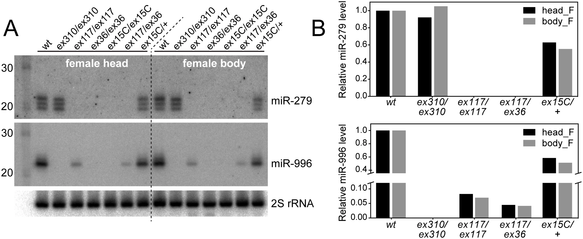 Severe loss of mature miR-996 expression in <i>mir-279</i> deletion alleles.