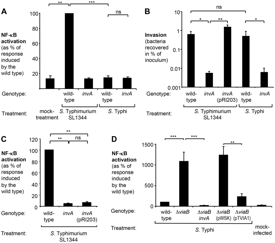 <i>S.</i> Typhi does not elicit inflammatory responses in epithelial cells.