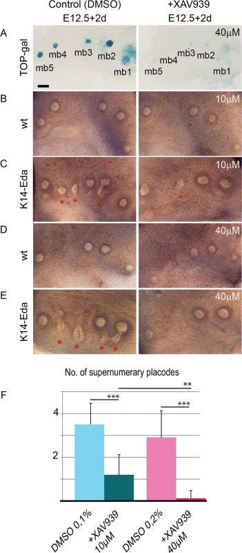 Inhibition of Wnt activity suppresses supernumerary mammary placode formation in a dose-dependent manner in <i>K14-Eda</i> tissue explants.