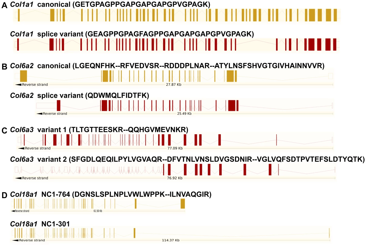 Identification of peptides specific to post-transcriptional variants for <i>Col1a1</i>, <i>Col6a2</i>, <i>Col6a3</i>, and <i>Col18a1</i>.