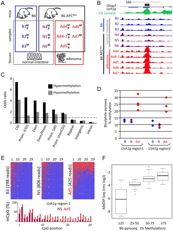 Generation and validation of genome-wide CpG methylation maps of APC<sup>Min</sup> mouse normal and adenoma tissues.