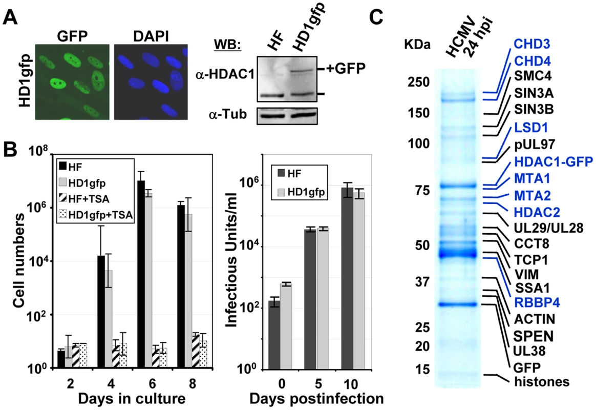 Identification of HDAC1-interacting proteins during HCMV infection.