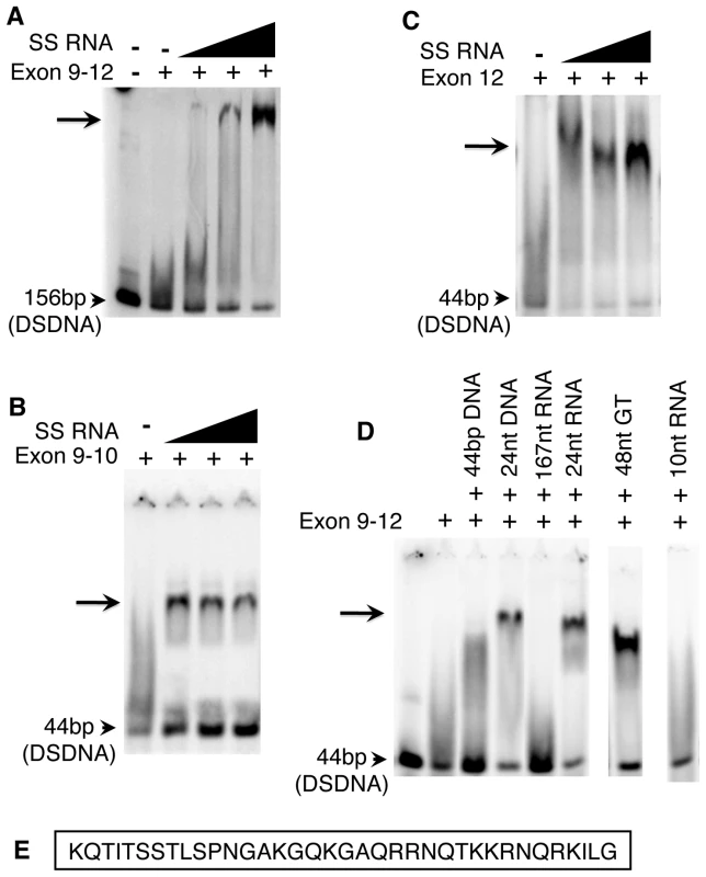 The purified Exon 9–12 domain requires RNA to bind DNA <i>in vitro</i>.