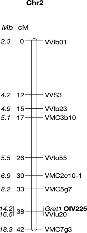 Genetic linkage map of the Pinot noir 162 chromosome 2.