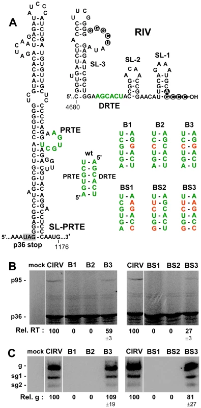 Role of the PRTE-DRTE interaction in mediating RT and genome replication.
