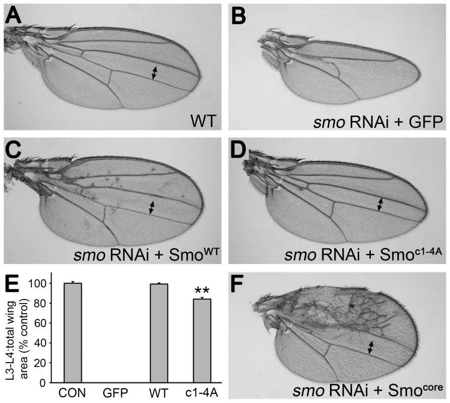 Smo<sup>c1-4A</sup> substantially but not fully rescues development of wings depleted of endogenous Smo.