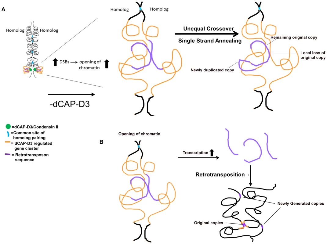 Possible model for how dCAP-D3/Condensin II might restrict retrotransposon mobilization in <i>Drosophila</i> somatic cells.