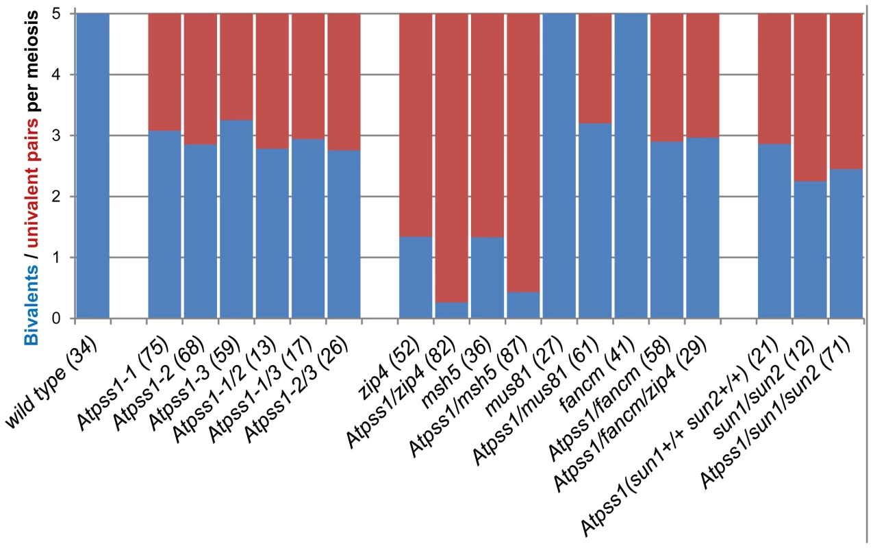 Average number of bivalents (blue) and pairs of univalents (red) per male meiocyte.