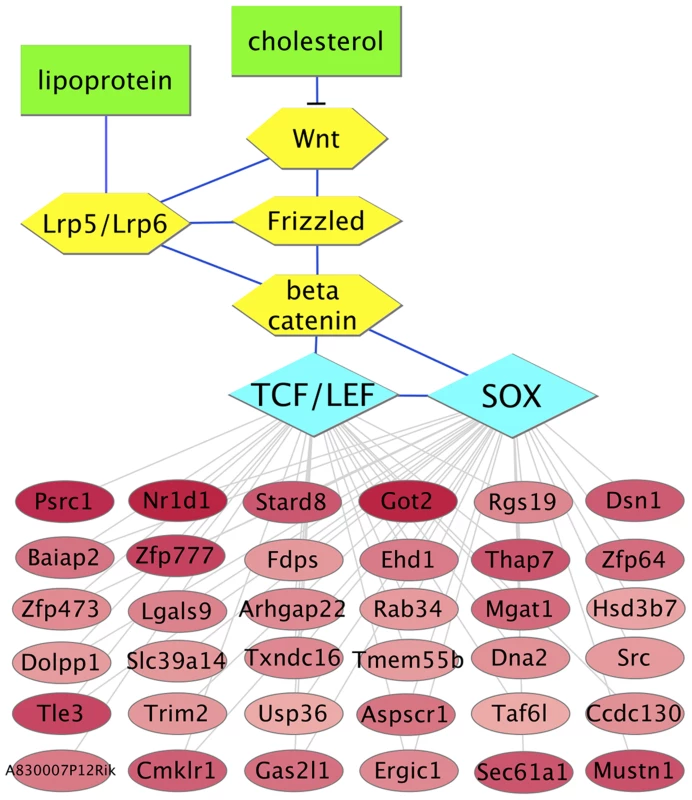 Predicted molecular interaction network for upregulated genes that possess CTTTGA elements connects cholesterol to motility.